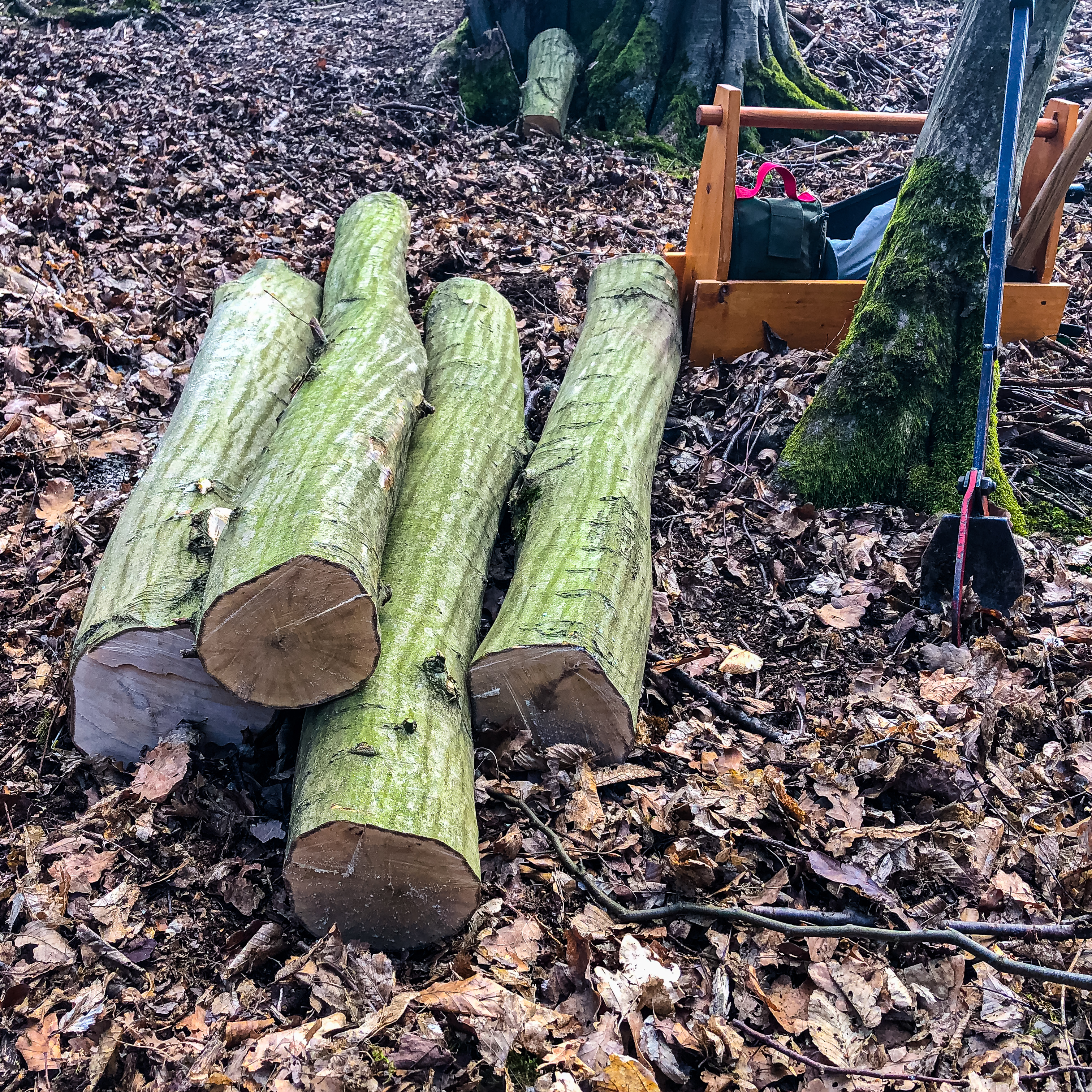 Stammabschnitte im Wald